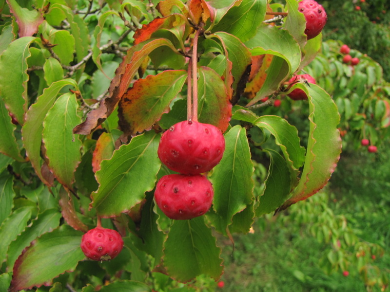 CORNUS  KOUSA 27-09-2009 15-11-12.JPG