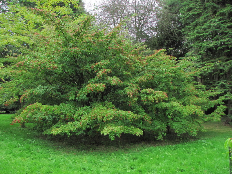 CORNUS  KOUSA 27-09-2009 15-14-28.JPG