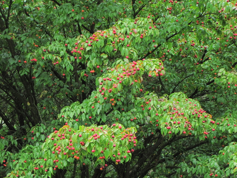 CORNUS  KOUSA 27-09-2009 15-14-47.JPG