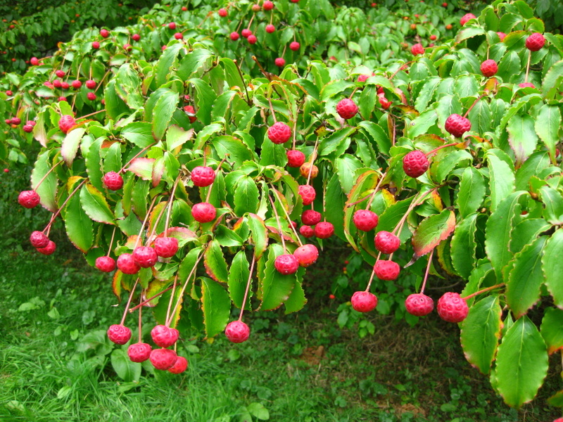 CORNUS  KOUSA 27-09-2009 15-15-06.JPG