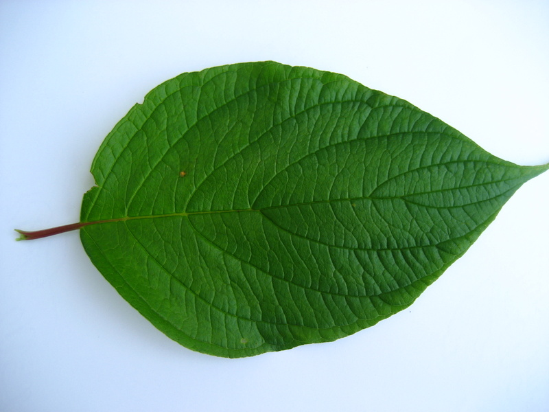 CORNUS  LEAF TEST 16-07-2008 11-21-07.JPG