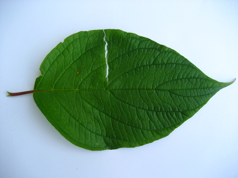 CORNUS  LEAF TEST 16-07-2008 11-21-47.JPG