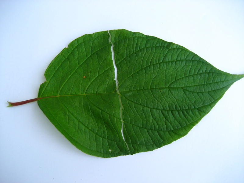 CORNUS  LEAF TEST 16-07-2008 11-22-44.JPG