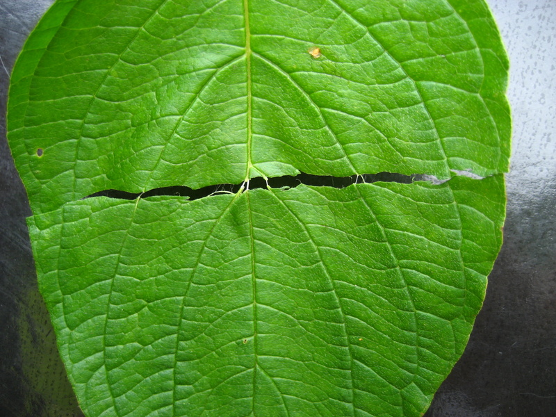 CORNUS  LEAF TEST 16-07-2008 11-25-30.JPG