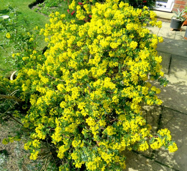 coronilla.JPG