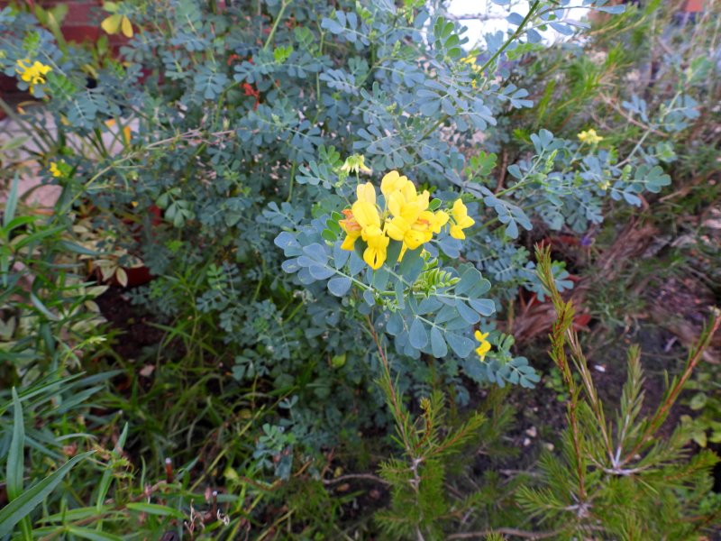 coronilla.JPG