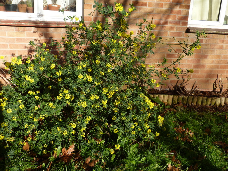Coronilla valentilla 2017.JPG