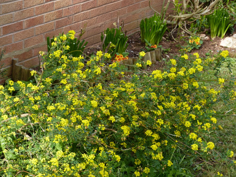 Coronilla valentilla.JPG