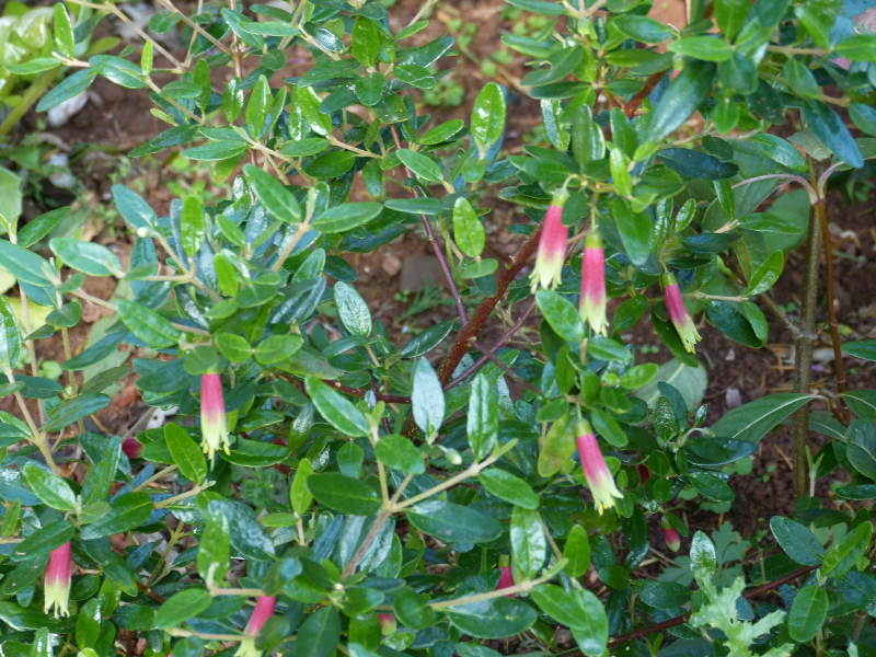 Correa Glabra 1.JPG