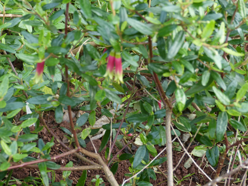 Correa glabra turnbulli.JPG