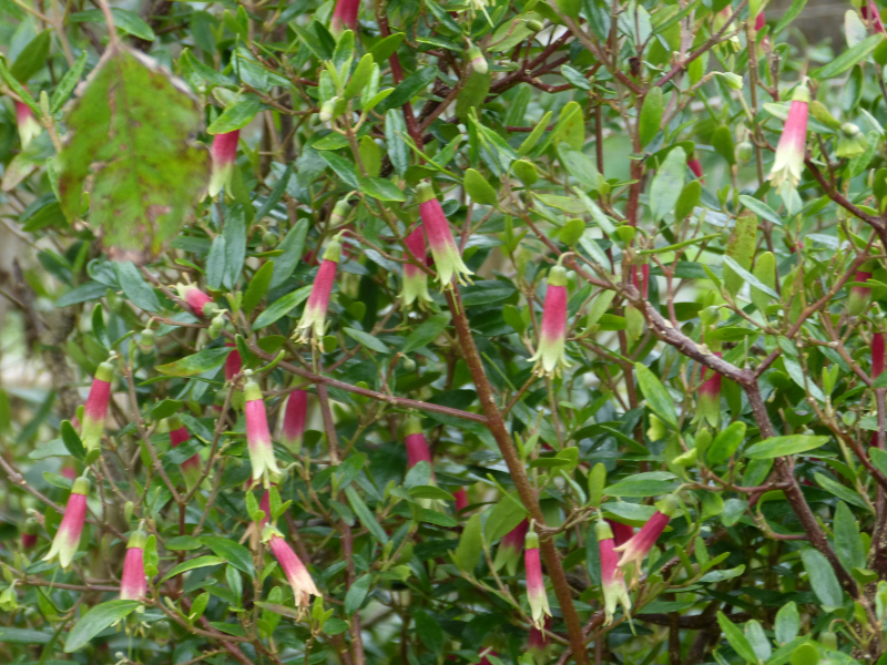 Correa glabra turnbullii.JPG