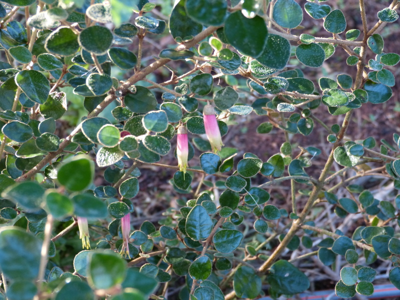 Correa reflexa 2017.JPG