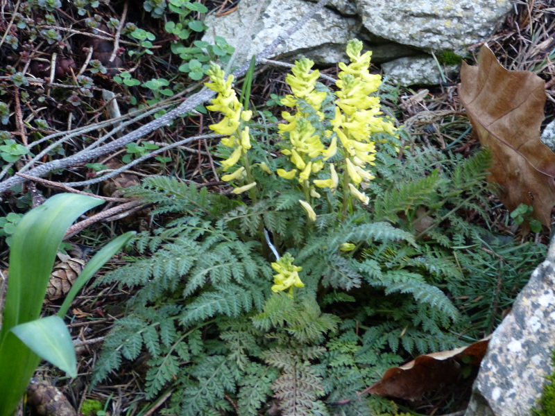 Corydalis cheilanthifolia.JPG