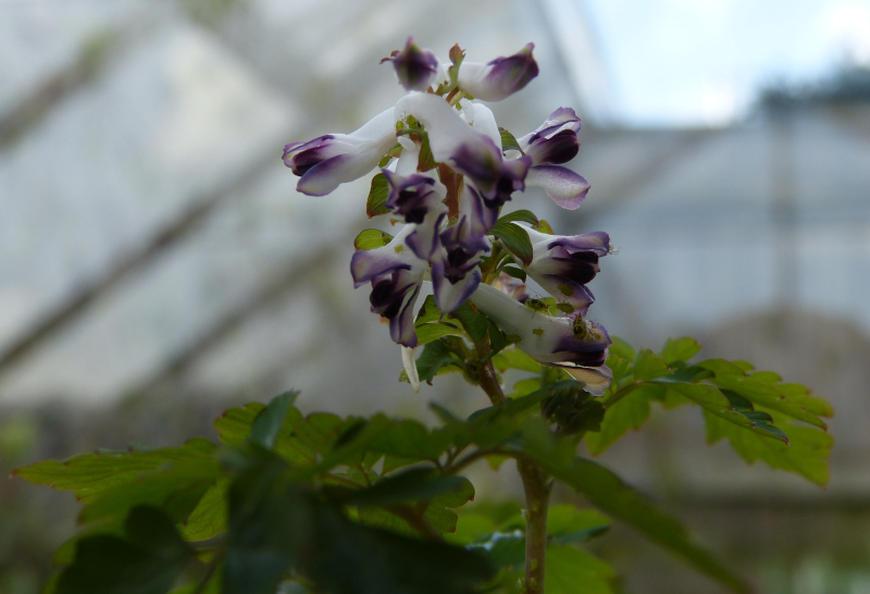 Corydalis leucanthema .JPG