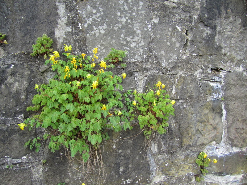 CORYDALIS  LUTEA 29-05-2013 17-07-55.JPG