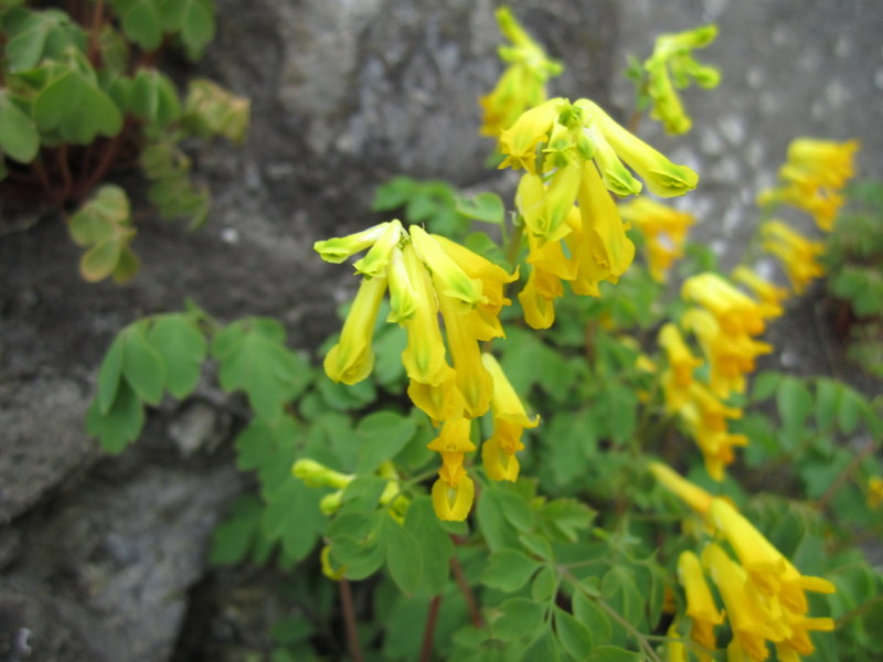 CORYDALIS  LUTEA 29-05-2013 17-08-07.JPG