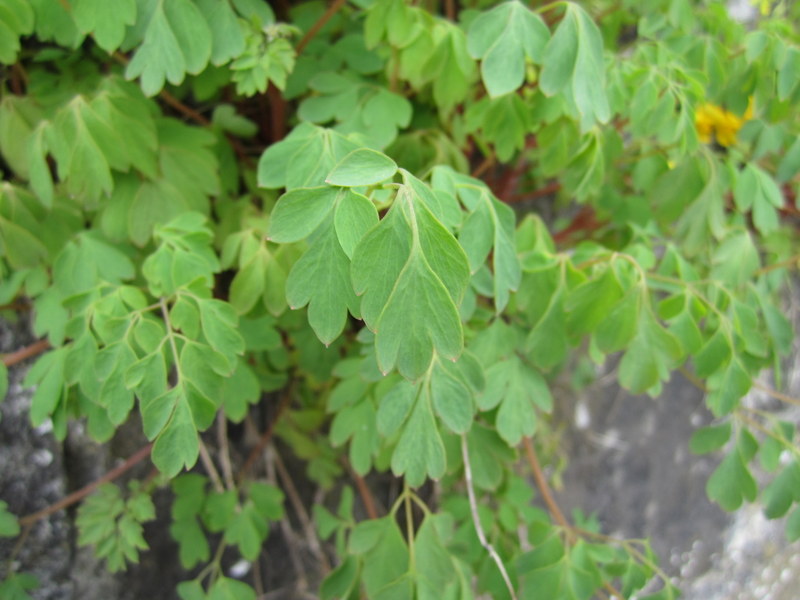 CORYDALIS  LUTEA 29-05-2013 17-08-17.JPG