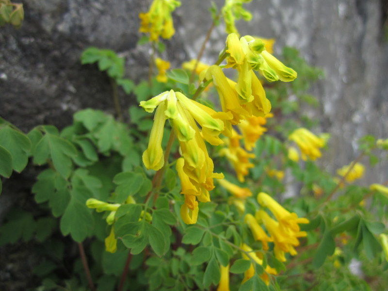 CORYDALIS  LUTEA 29-05-2013 17-08-27.JPG