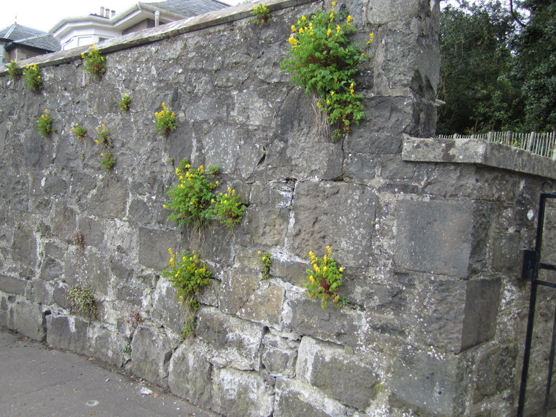 CORYDALIS  LUTEA 29-05-2013 17-08-47.JPG