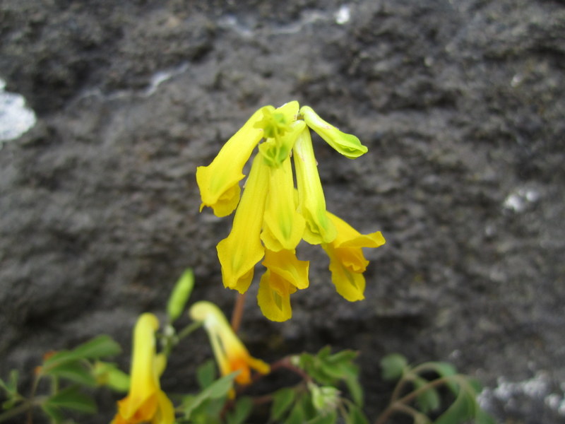 CORYDALIS  LUTEA 29-05-2013 17-09-07.JPG