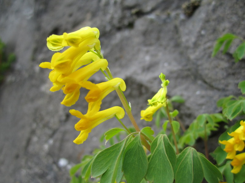 CORYDALIS  LUTEA 29-05-2013 17-09-26.JPG