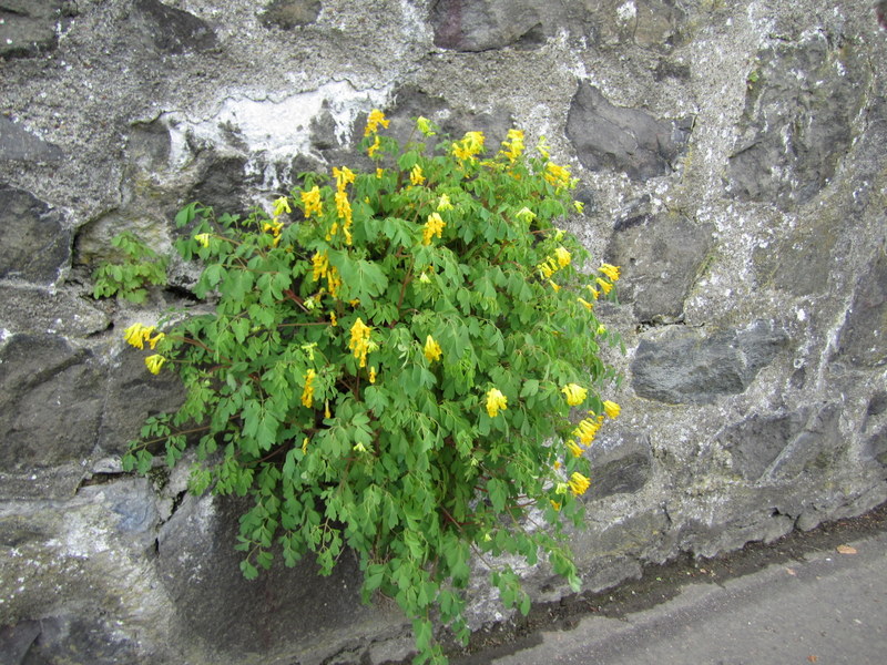 CORYDALIS  LUTEA 29-05-2013 17-10-27.JPG