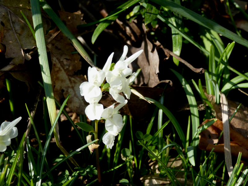 Corydalis malkensis.JPG