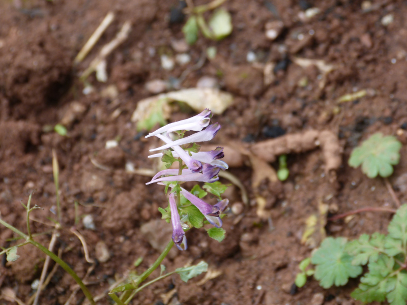 Corydalis ochroleuca.JPG