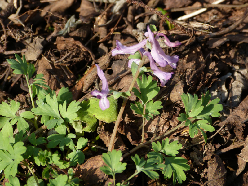 Corydalis paschei.JPG