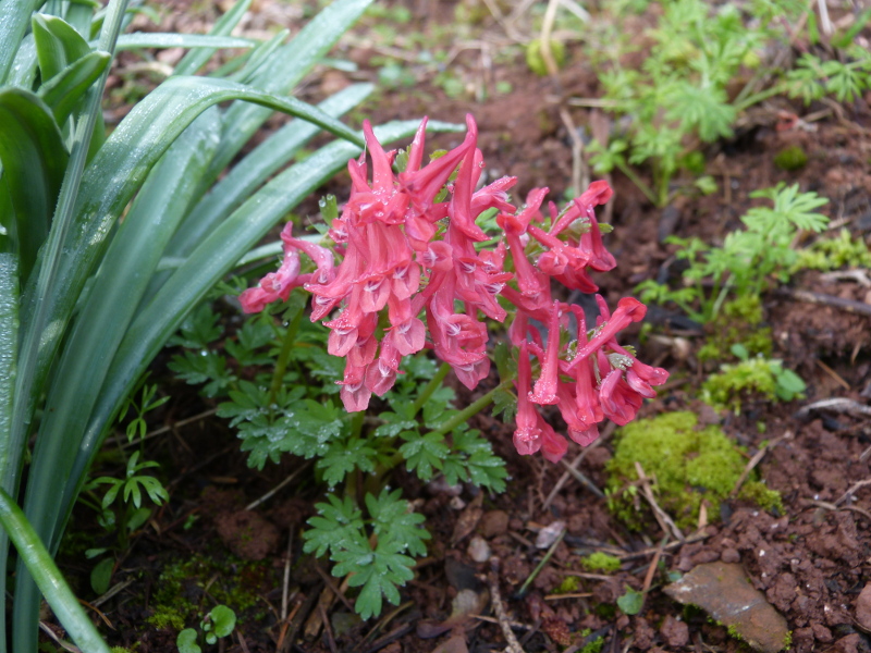 Corydalis solida Frecracker.JPG