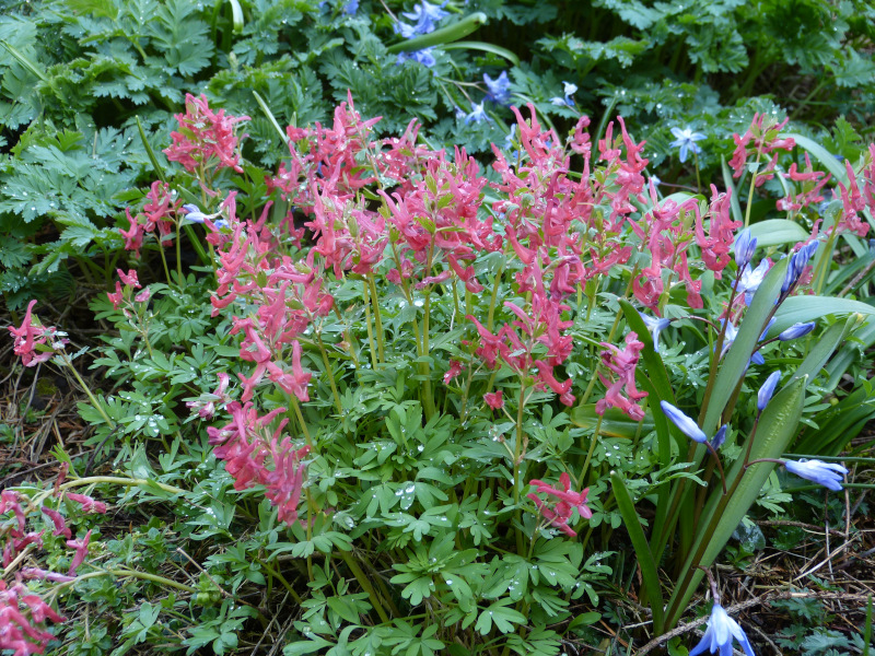 Corydalis solida George Baker.JPG