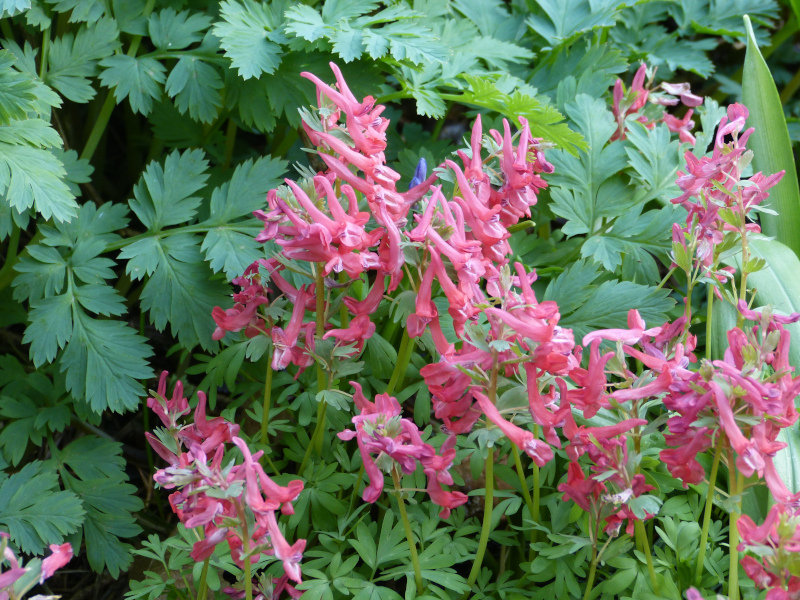 Corydalis solida George Baker.JPG