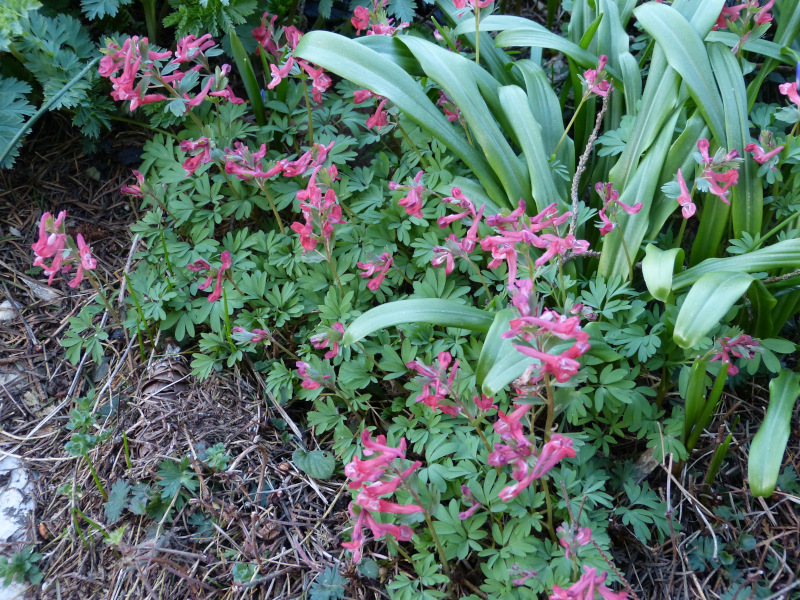 Corydalis solida George Baker.JPG