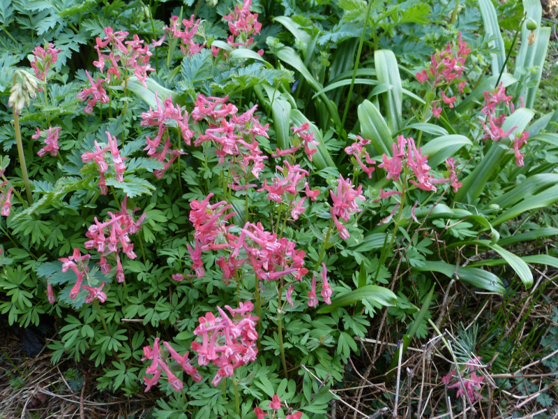 Corydalis solida George Baker.JPG