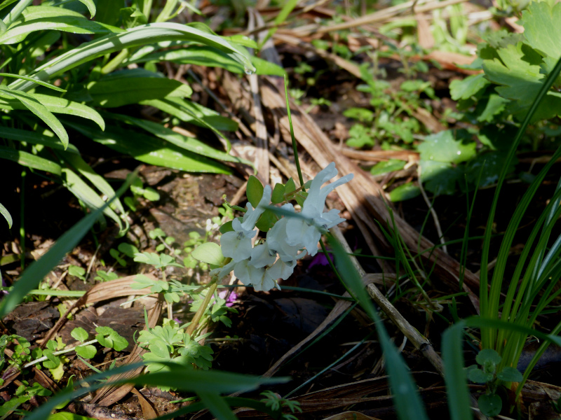 Corydalis vittae.JPG