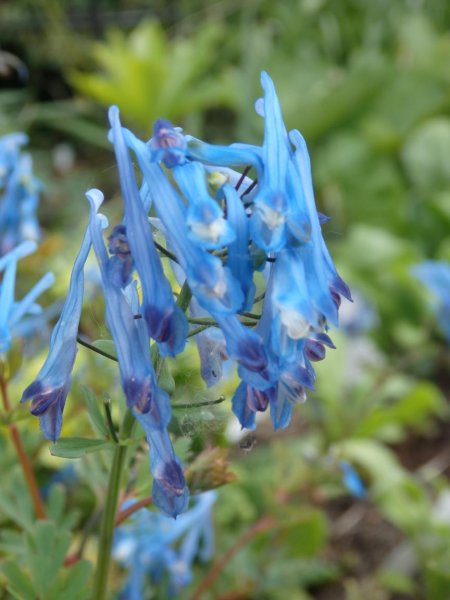 CorydalisNewSm.jpg