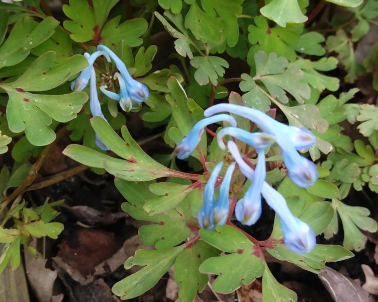 CorydalisSm.jpg