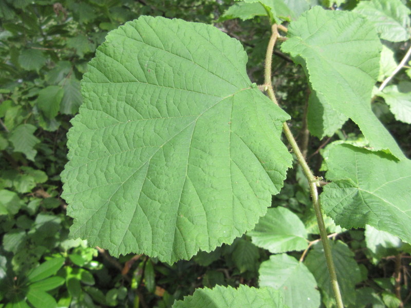 CORYLUS  AVELLANA   COMMON  HAZEL 06-09-2019 12-14-38.JPG