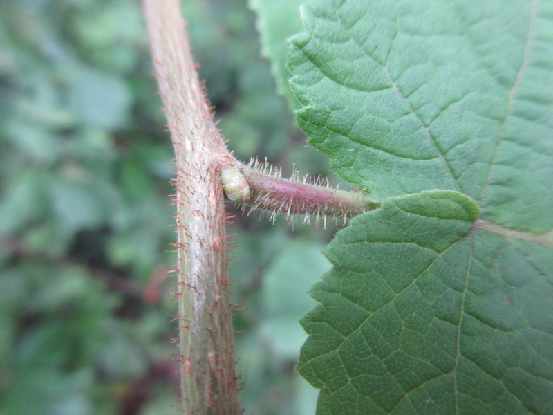 CORYLUS  AVELLANA   COMMON  HAZEL 06-09-2019 12-14-57.JPG