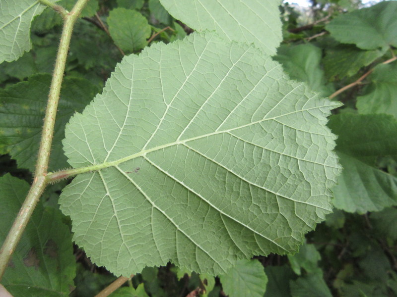 CORYLUS  AVELLANA   COMMON  HAZEL 06-09-2019 12-15-25.JPG