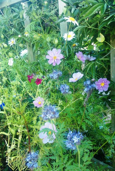 Cosmos,oxeye daisies,scorpion plant and tapestry phlox.jpg
