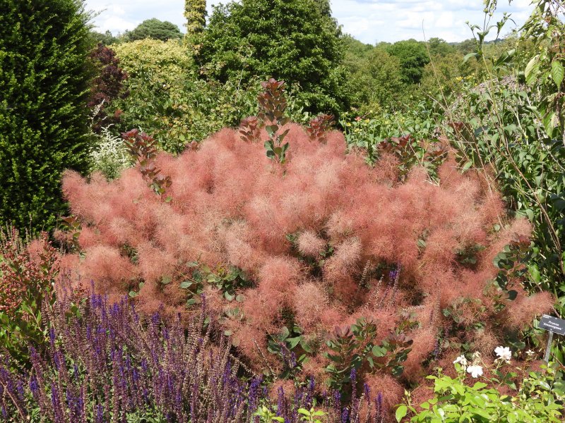 Cotinus.JPG