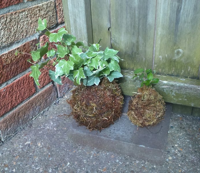 coto and ivy kokes.JPG