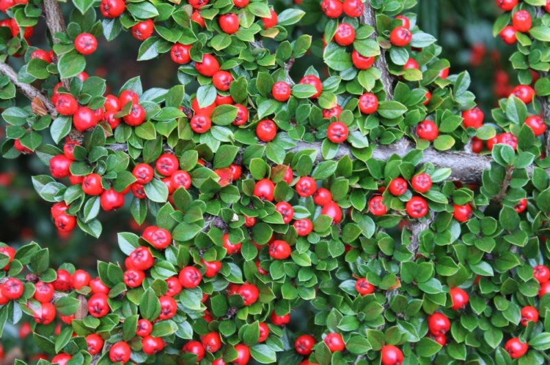 Cotoneaster (3).JPG