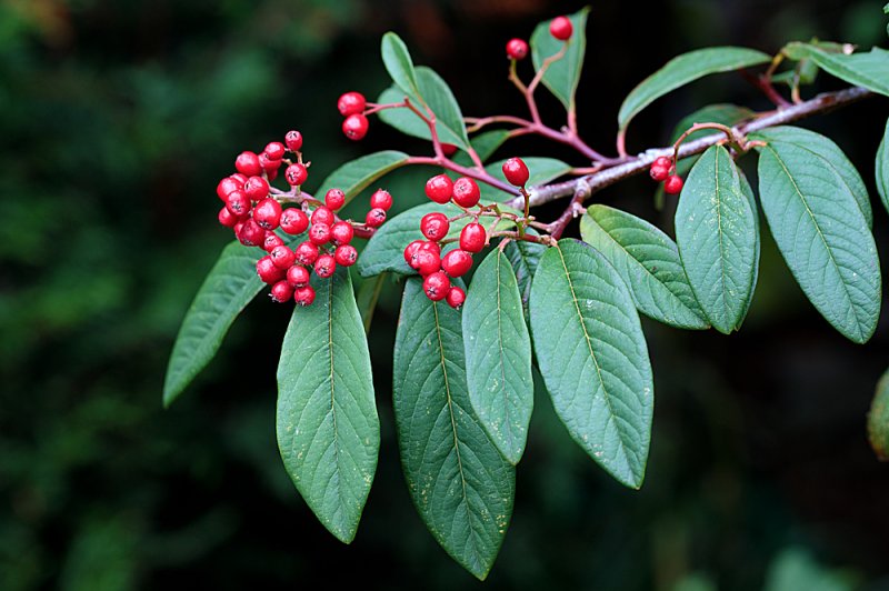 Cotoneaster-berries.jpg