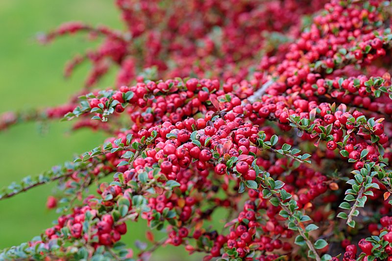 Cotoneaster-horizontalis-2.jpg
