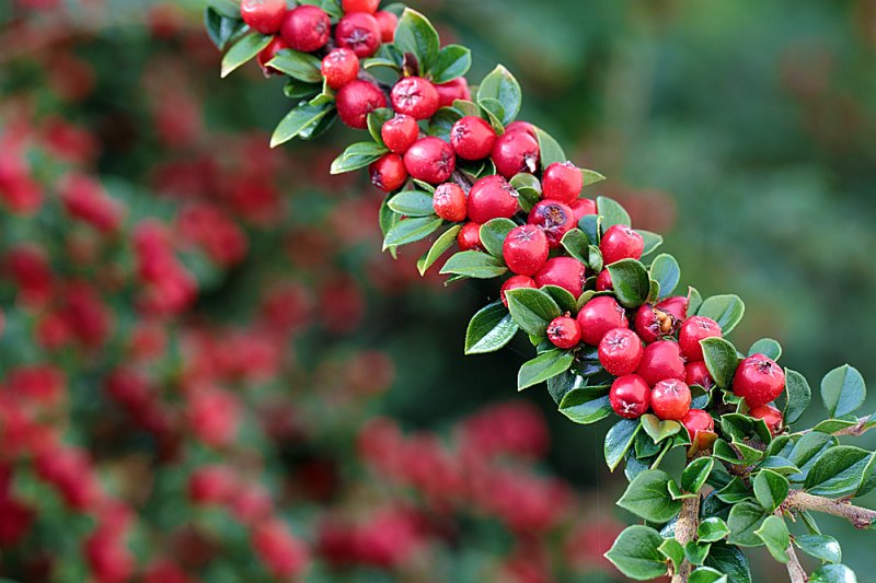Cotoneaster-horizontalis.jpg