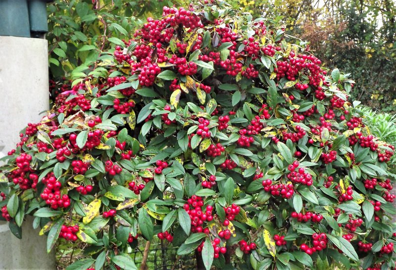 Cotoneaster.JPG