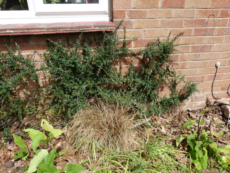 Cotoneaster microphylla.JPG