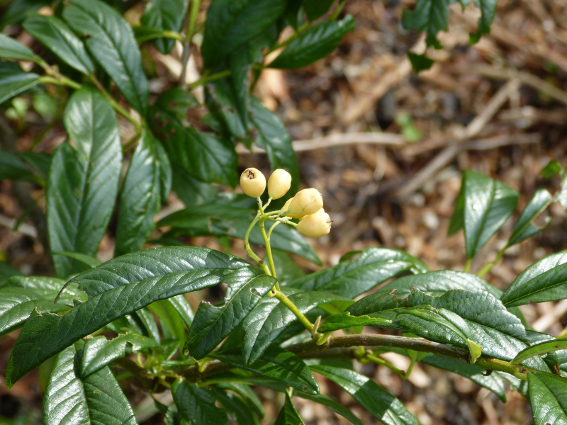Cotoneaster salcifolius Rothschildianus 1.JPG